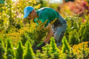 How a Landscaping Company Can Help With Your Outdoor Renovations
