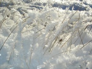 How Snow Impacts Your Lawn