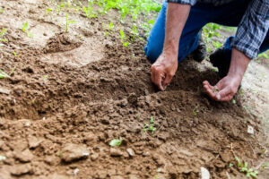 Raising the Quality of Your Soil