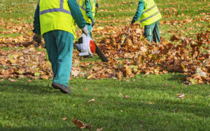 Lawn Care Tips to Use This Fall